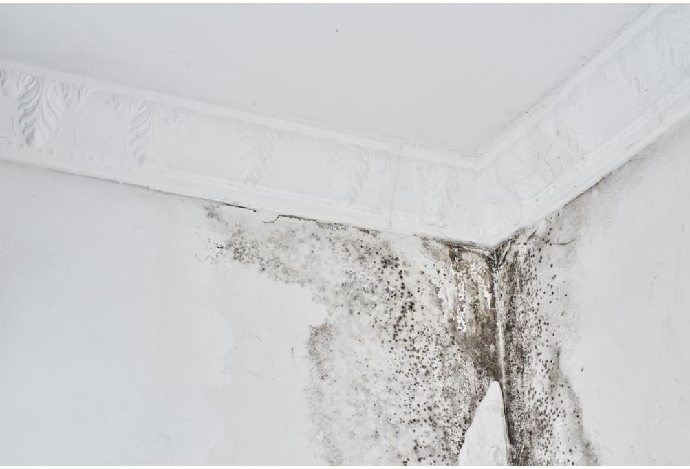Mold Removal Athens GA — All Dry Services