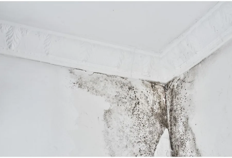 Mold Removal & Remediation in Bishop GA — All Dry Services